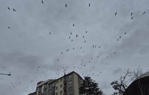 Göç yolundaki leylekler Eskişehir'i renklendirdi