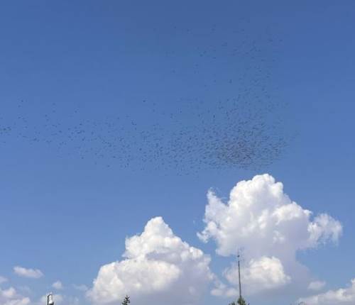 Göç zamanı leylekler Eskişehir semalarını süsledi