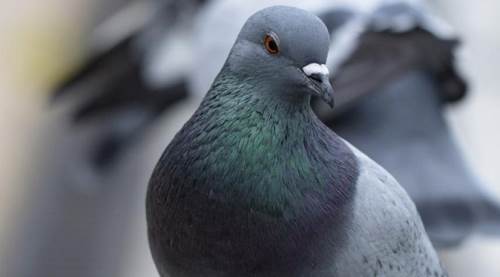 Gökyüzünde ilginç kaza: Güvercin böyle kafa attı