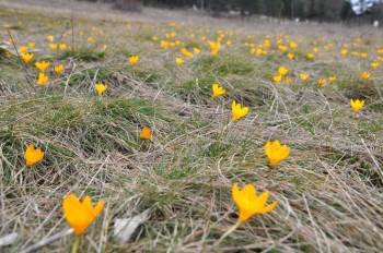 Gölcük Yaylası’Nda Doğal Görsel Şölen
