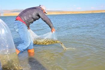 Göletlere 1 Milyon 819 Bin 650 Yavru Balık Bırakıldı
