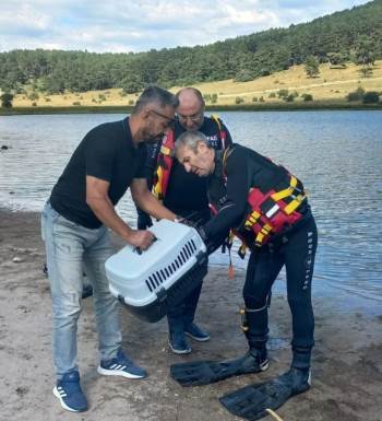 Gölette Ayağına İp Dolanan Karabatak Kurtarıldı
