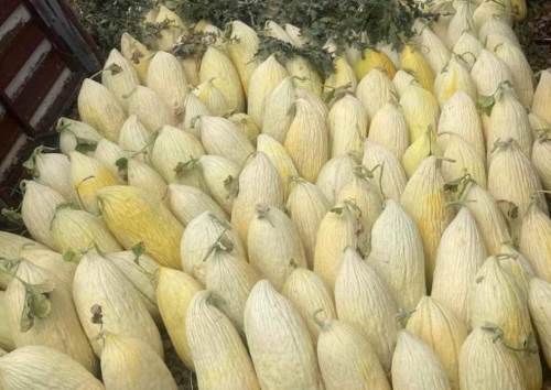 Göncek Kavunu organik tarıma kazandırılıyor