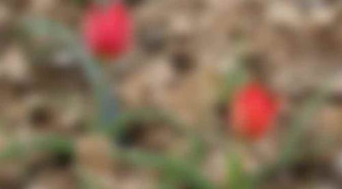   Görenleri hayran bıraktı: Yılda sadece 15 gün görülüyor