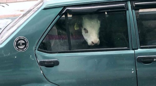 Görenleri hayrete düşürdü!