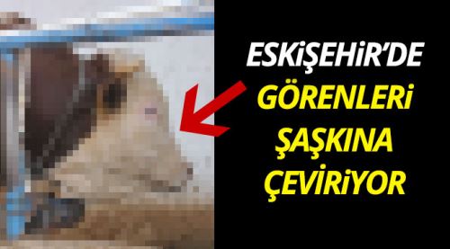 Görenleri şaşkına çeviren dev dana!