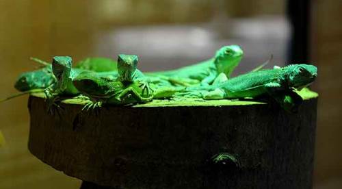 Görenleri şaşkına çeviren olay...47 yavrusu birden oldu