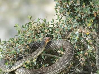 Görülünce Korkulan Bu Yılan, Tam Bir Çiftçi Dostu Çıktı
