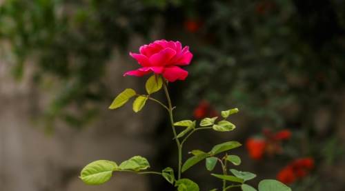  Gül Dalı Nasıl Ekilir? Gül Dalı Doğrudan Mi Ekilmeli Yoksa Suya Mi Konulmalı?