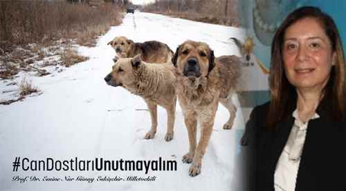 Günay Twitter'dan kampanya başlattı