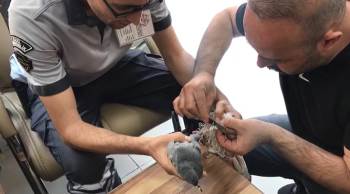 Güvercin Ayağına Dolanan Çuvaldan Tırnak Makasıyla Kurtuldu
