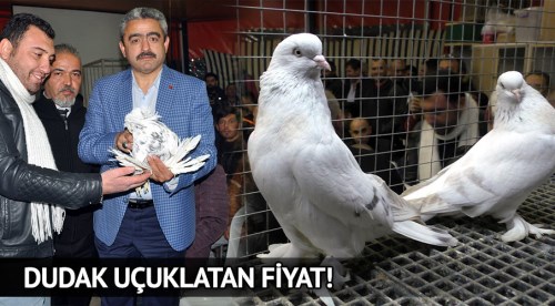 Güvercin için 80 bin lira verdiler satmadı!