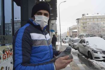 Güvercin Soğuk Havaya Dayanamadı
