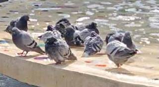 Güvercinlerin "havuz" keyfi!