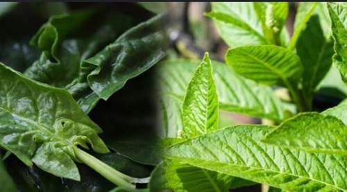 Güzelavrat otunu ıspanaktan nasıl ayırabiliriz? 