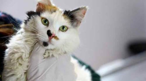 Hâlâ yaptırmadıysanız dikkat! 31 Aralık son, cezası var!