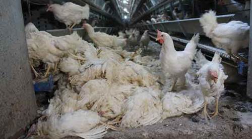 Haciz katliamı: 40 bin tavuk telef oldu
