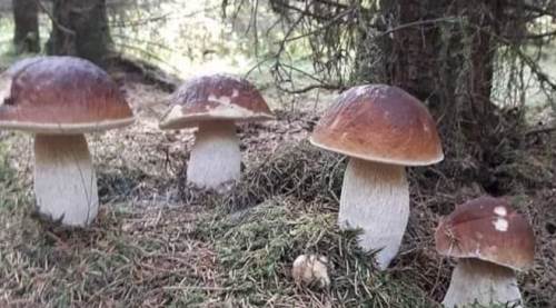 Hakiki Çörek Mantarı (Boletus edulis) Nedir, Nerede Yetişir ve Nasıl Anlaşılır?