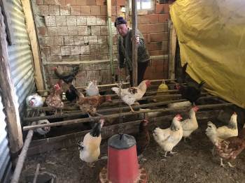 Halil Amca Tavukları İçin Günlerdir Gözyaşı Döküyor
