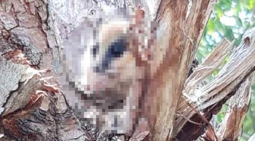 Halının içinden çıkan herkesi şoke etti!