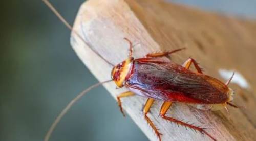 Hamam Böceği İlaca Rağmen Neden Eve Girer? Önleme Yöntemleri ve Çözümler