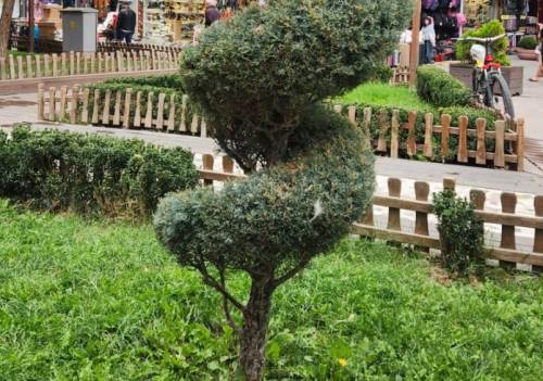 Hamamyolu’nda ağaçlara estetik dokunuş