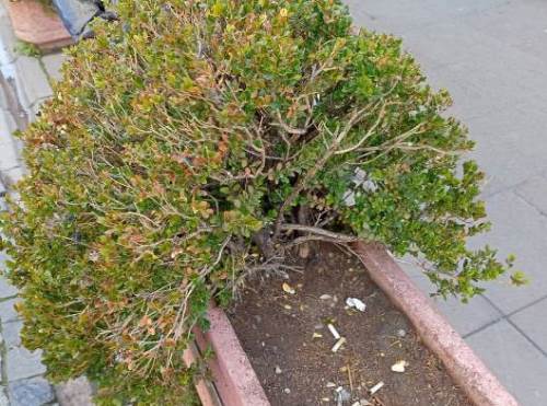 Hamamyolu’nda saksılar çöp ve izmarit kutusuna dönüştü