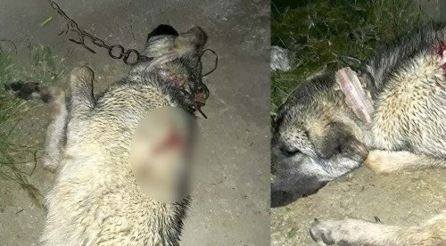 Hamile çoban köpeği vurularak öldürüldü