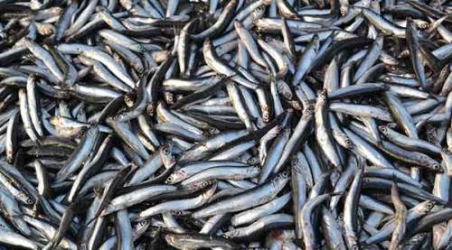 Hamsi fiyatlarındaki düşüş vatandaşı sevindirdi