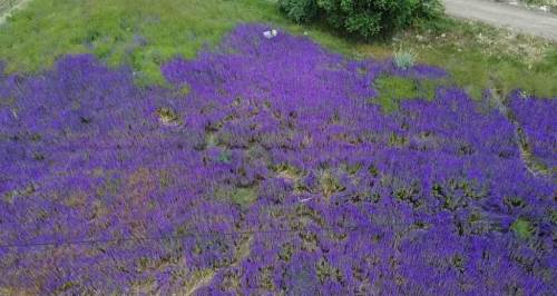 Hanımeli Çiçeği tarlaları mor görsel şölen sunuyor