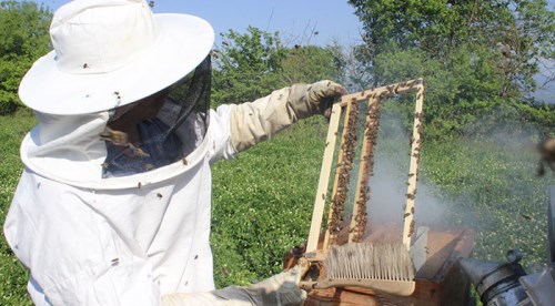 Hasat başladı, kilosu tam 4 bin lira