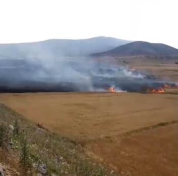 Hasat Bekleyen 200 Dönüm Arpa Ve Buğday Kül Oldu
