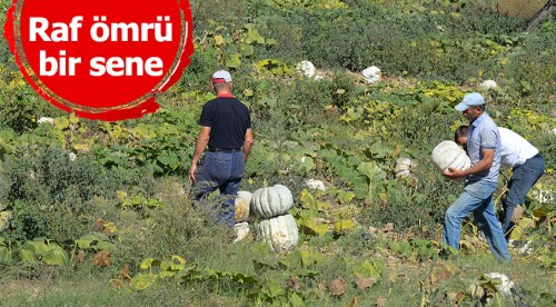 Hasat edilmeden yüzde 80'i satıldı