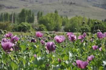 Haşhaş Çiçeklerinden Görsel Şölen

