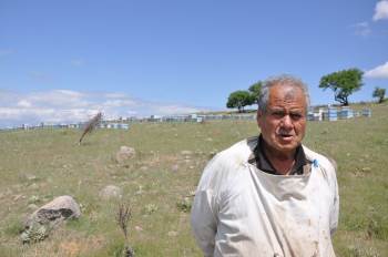 Haşhaş Çiçeklerine Arıcılardan Yoğun İlgi
