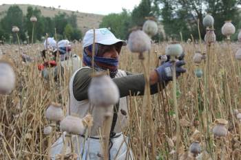 Haşhaş Üreticisinin Başı Böceklerle Dertte

