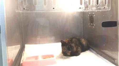 Hasta sandığı kediyi veterinere götürdü, korkunç gerçek ortaya çıktı!