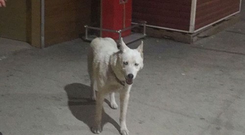 Hastanede sahibini bekleyen köpeği çaldılar
