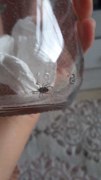 Hastaneye Kavanoza Koydukları Keneyle Gittiler
