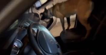 Hava Yastığı Kapağının Altına Saklanan Kokaini Coo Buldu
