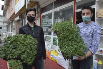 Havalar Isındı Sebze Fidesi Satışlarında Yoğunluk Başladı
