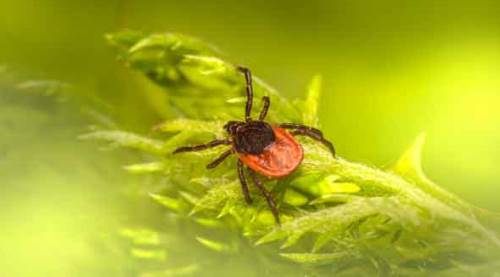 Havalar ısınıyor, bu hastalığa dikkat!