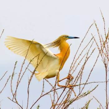 Havalar Sıcak Gidince Bu Yıl Erken Geldi
