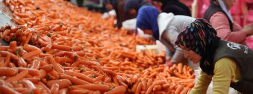 Havuçta anti-kanser özelliği tespit edildi