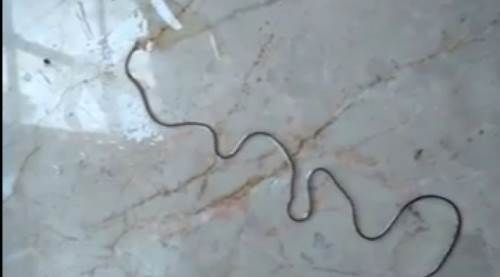 Hayvan öldüren parazit köylüleri şaşırttı