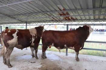 Hayvan Pazarının 1’Er Tonluk Danaları Alıcısını Bekliyor
