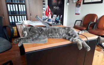 Hayvan Sevgisini Çocuklara Aşılıyorlar
