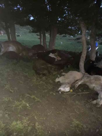 Hayvan Sürüsünün Üzerine Yıldırım Düştü, 17 Büyükbaş Telef Oldu
