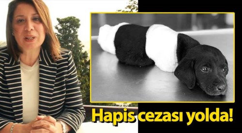 Hayvana işkenceye hapis cezası