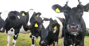 Hayvancılık daha da karlı